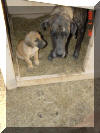 Great Dane Puppies , Great Danes for Sale , Great Dane Breeders